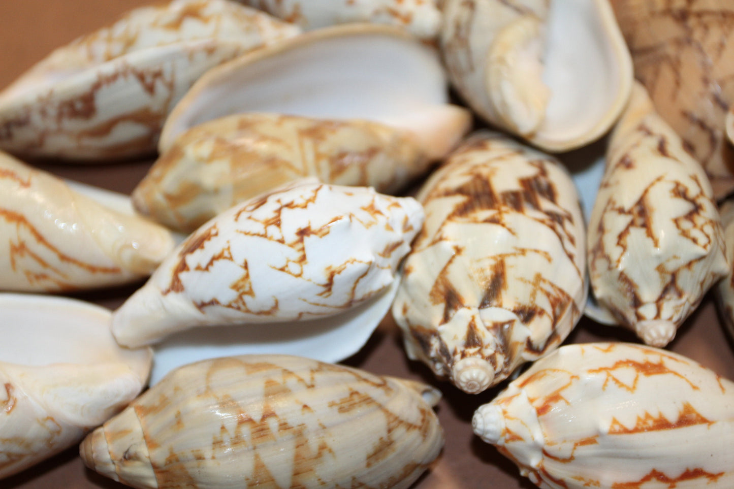 10 - WHOLE BAT VOLUTES Seashells,Craft Supplies,Bath Decor,Gift Basket Supply,Sailor Valentines,Beach,Coastal Island Decor SS-07
