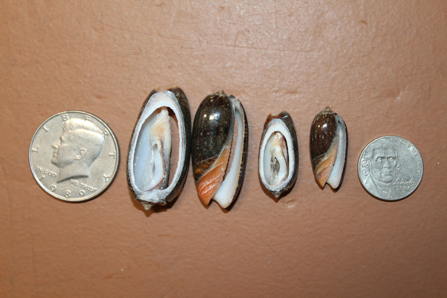 OLIVE RETICUATA - Sliced Seashells, Handcrafted Earring Supply, Florist Supplies, Craft Supply, Beadding Supply, Candle Embeds, CS-79