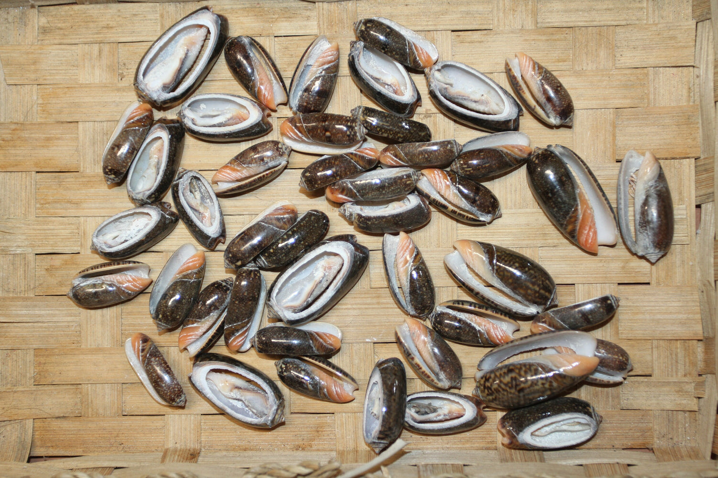 OLIVE RETICUATA - Sliced Seashells, Handcrafted Earring Supply, Florist Supplies, Craft Supply, Beadding Supply, Candle Embeds, CS-79