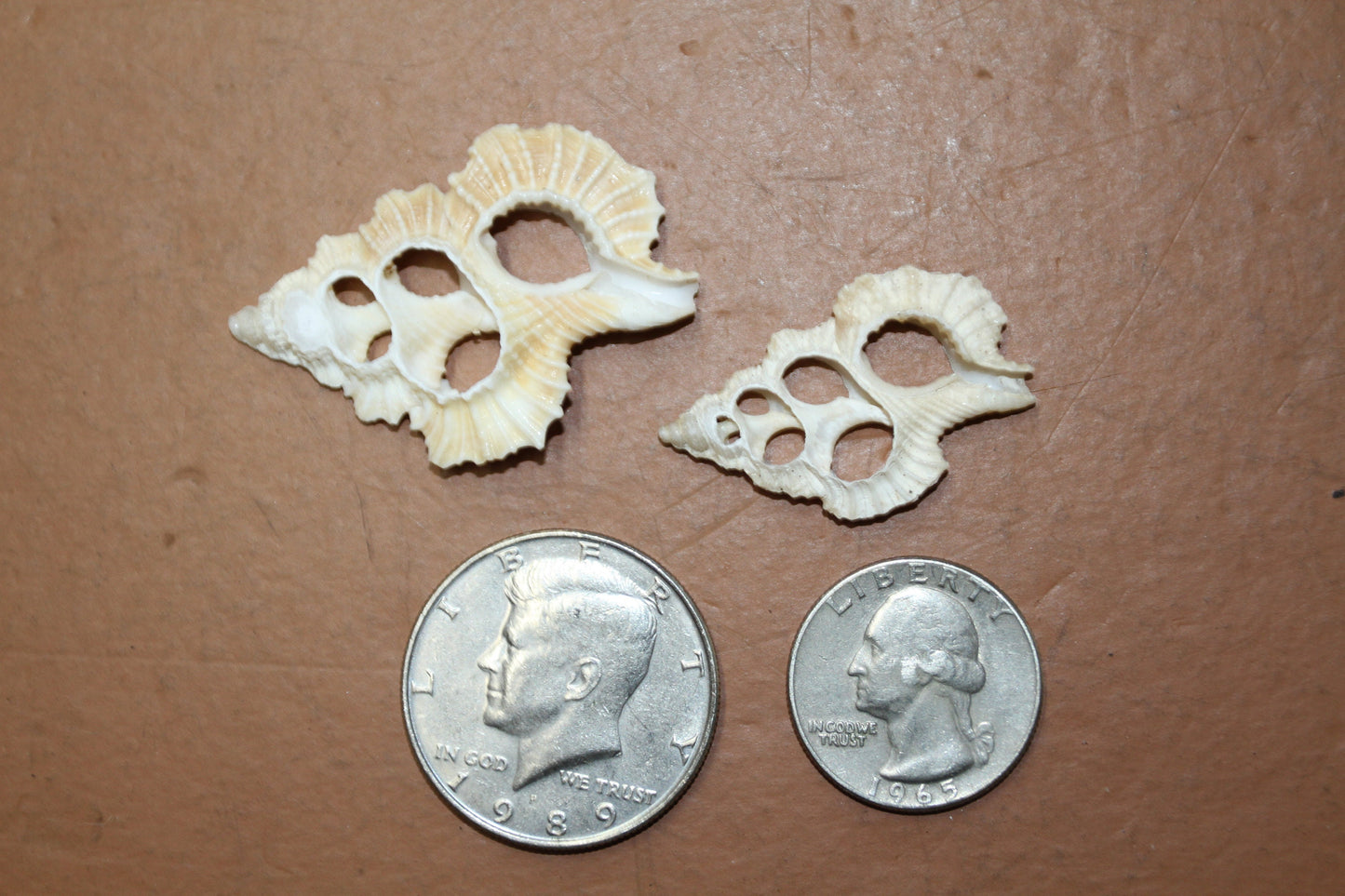 MAPLE LEAF SEASHELLS, Sliced Seashells, White Lacy Shells, Earring Supply, Shell Craft, Wedding Supplies, Greeting Cards cs-83
