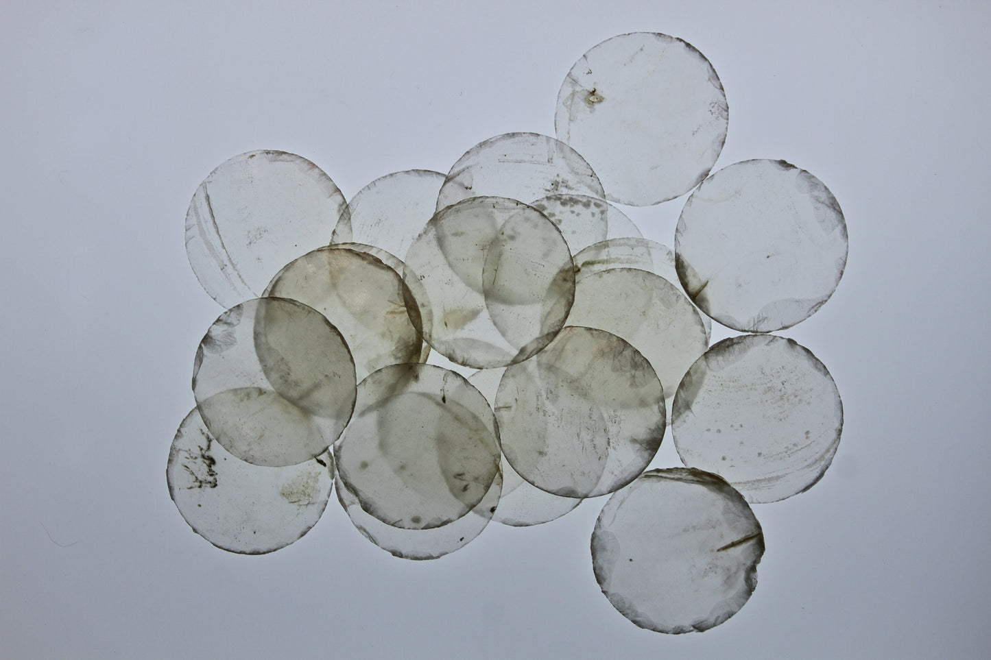 1-1/2" CAPIZ Cut Shell, Craft Supply, Beach Decor, Wedding Supply, Florist Supply, Jewelry Supply, Custom Greeting Card Supply CS- 74