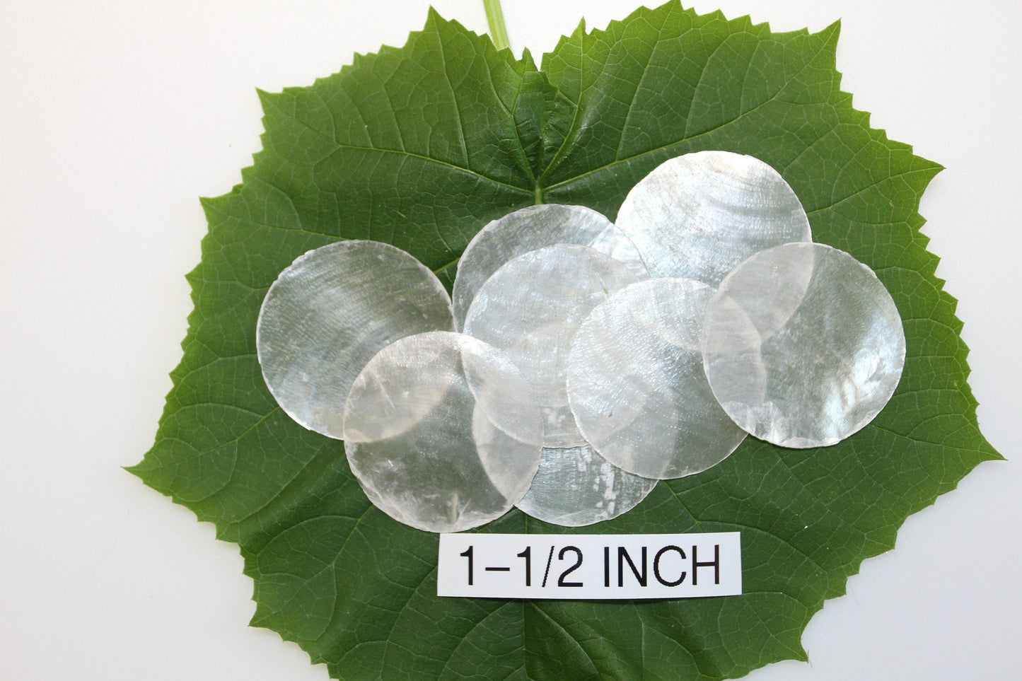 1-1/2" CAPIZ Cut Shell, Craft Supply, Beach Decor, Wedding Supply, Florist Supply, Jewelry Supply, Custom Greeting Card Supply CS- 74