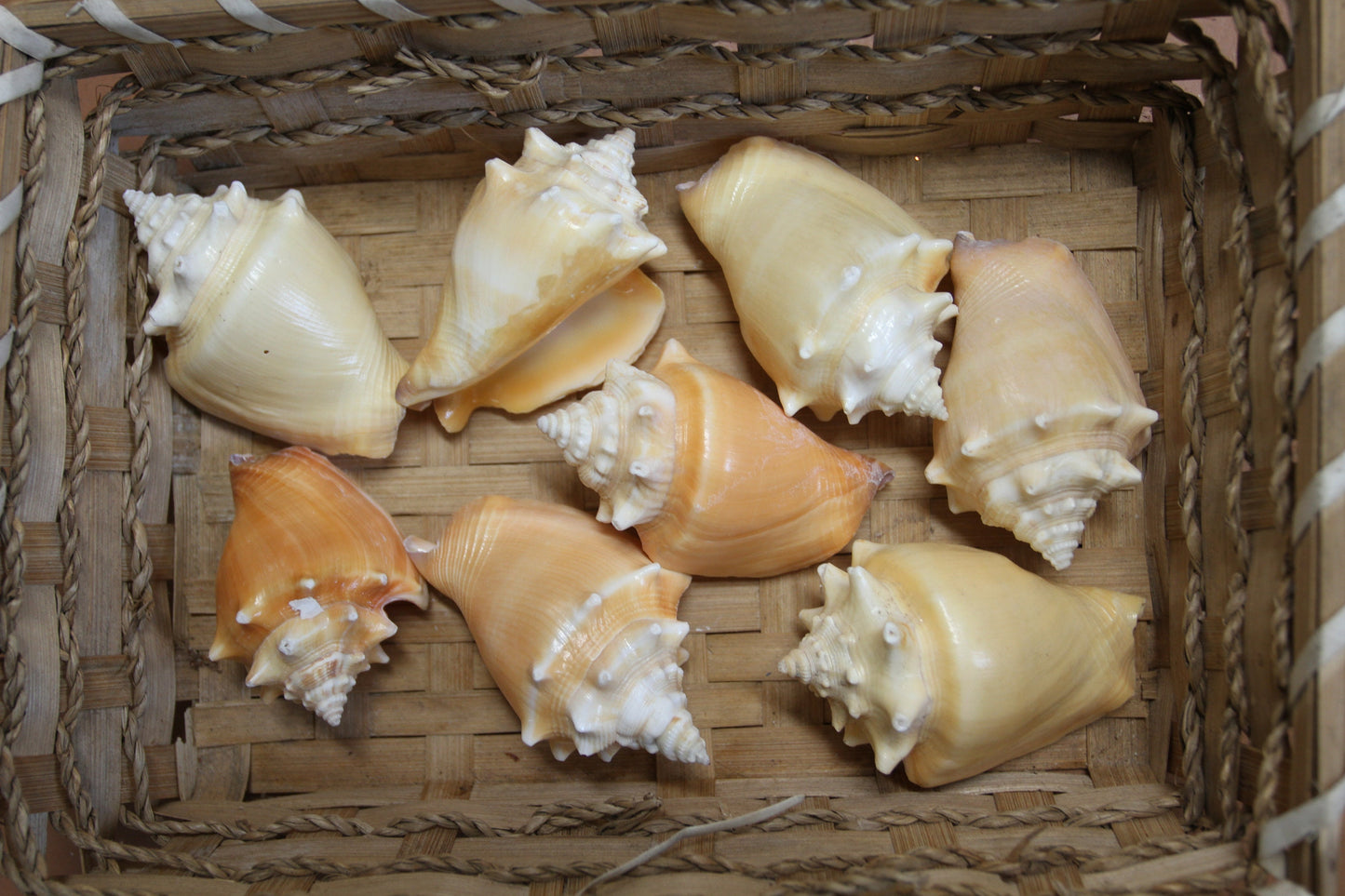 SEASHELLS, Fighting Conch, Strombus Pugilis, Glass Jar Fillers, Teachers Aid, Seashell Craft Supply, Bath Decor, Ocean Decor SS-12