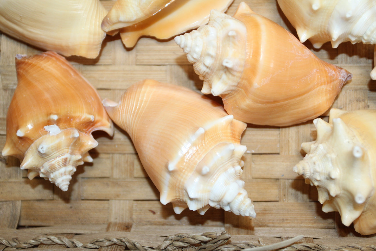 STROMBUS PUGILIS, Fighting Conch, Display Seashell, Glass Jar Fillers, Mosaic Supplies, Seashell Craft Supply, Bath Decor, Ocean Decor SS-12