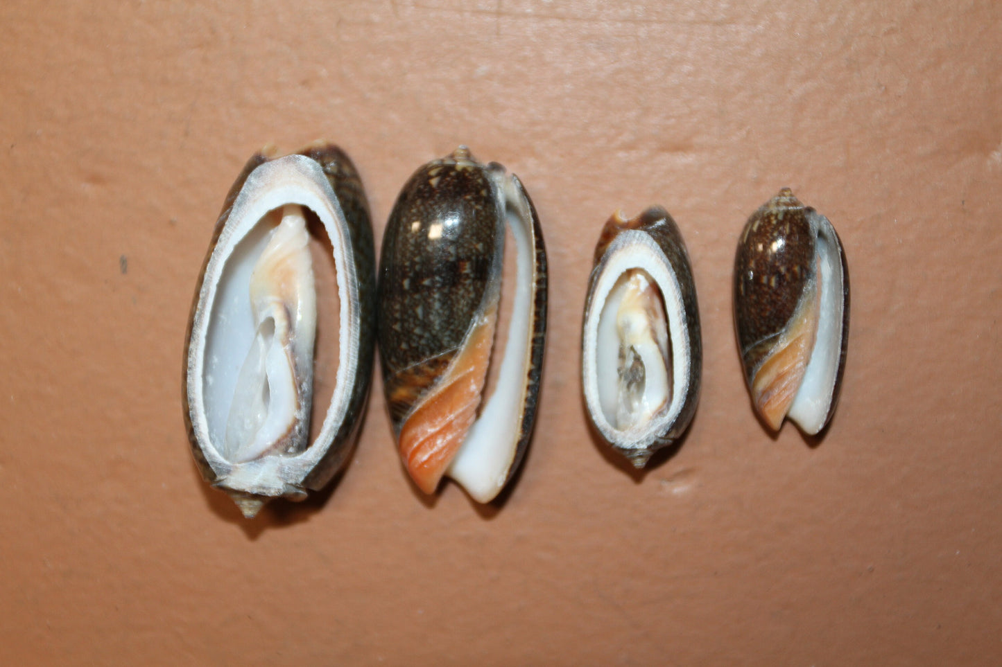 OLIVE RETICUATA - Sliced Seashells, Handcrafted Earring Supply, Florist Supplies, Craft Supply, Beadding Supply, Candle Embeds, CS-79
