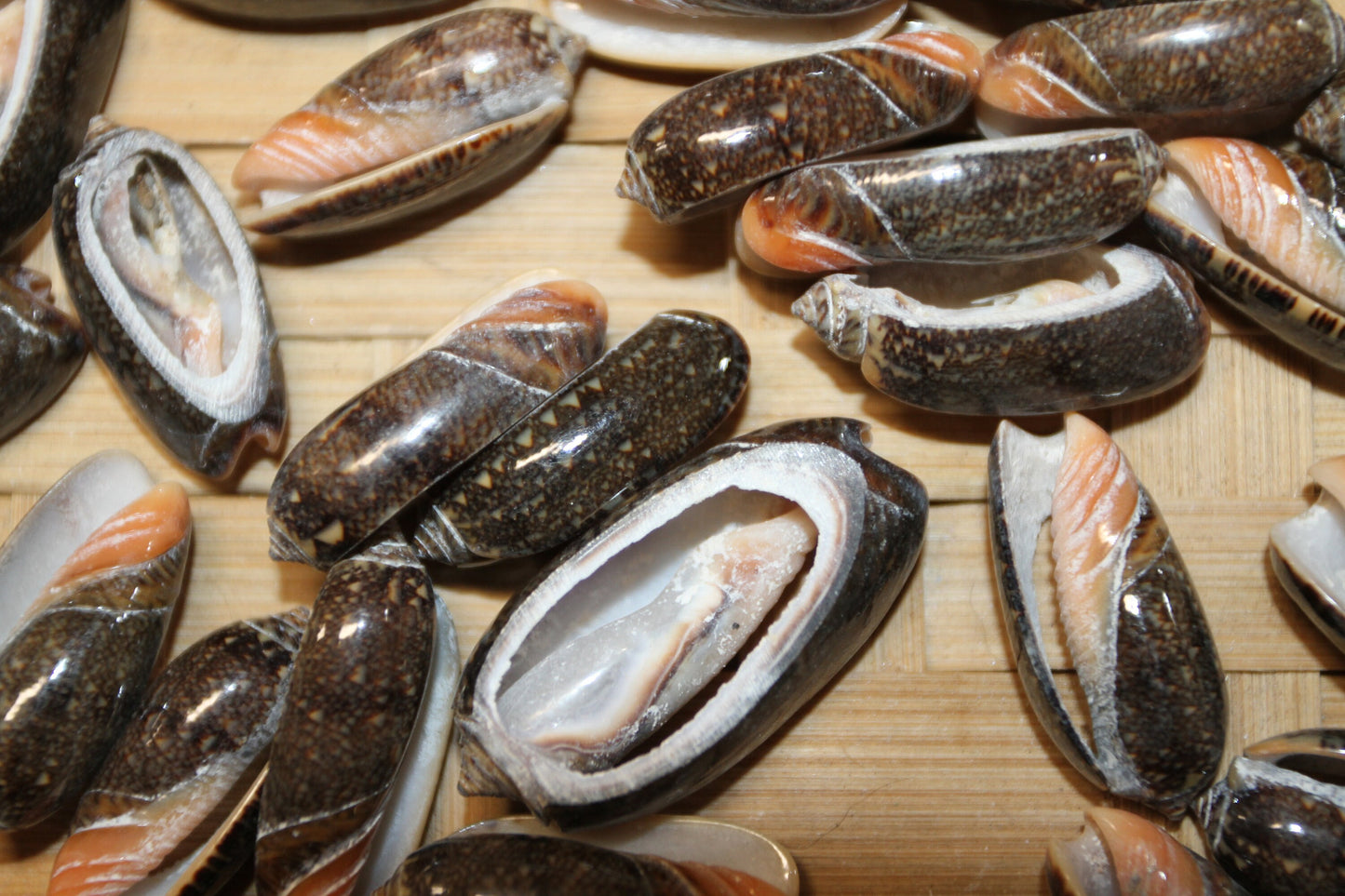 OLIVE RETICUATA - Sliced Seashells, Handcrafted Earring Supply, Florist Supplies, Craft Supply, Beadding Supply, Candle Embeds, CS-79