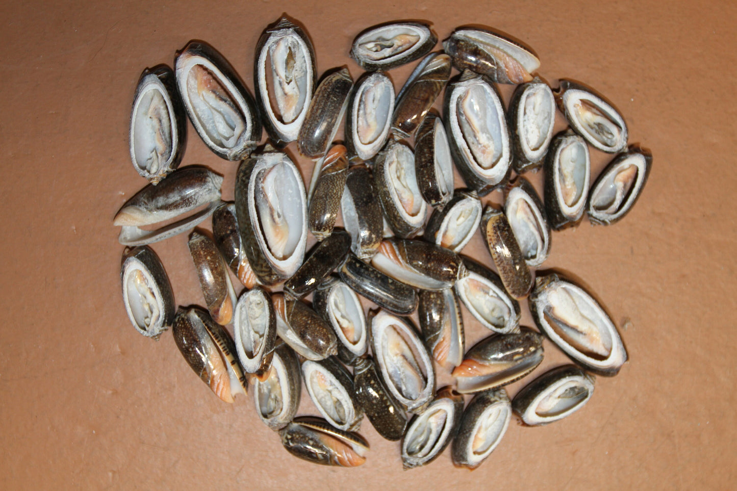 OLIVE RETICUATA - Sliced Seashells, Handcrafted Earring Supply, Florist Supplies, Craft Supply, Beadding Supply, Candle Embeds, CS-79