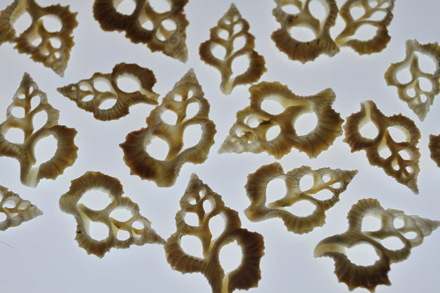 MAPLE LEAF SEASHELLS, Sliced Seashells, White Lacy Shells, Earring Supply, Shell Craft, Wedding Supplies, Greeting Cards cs-83