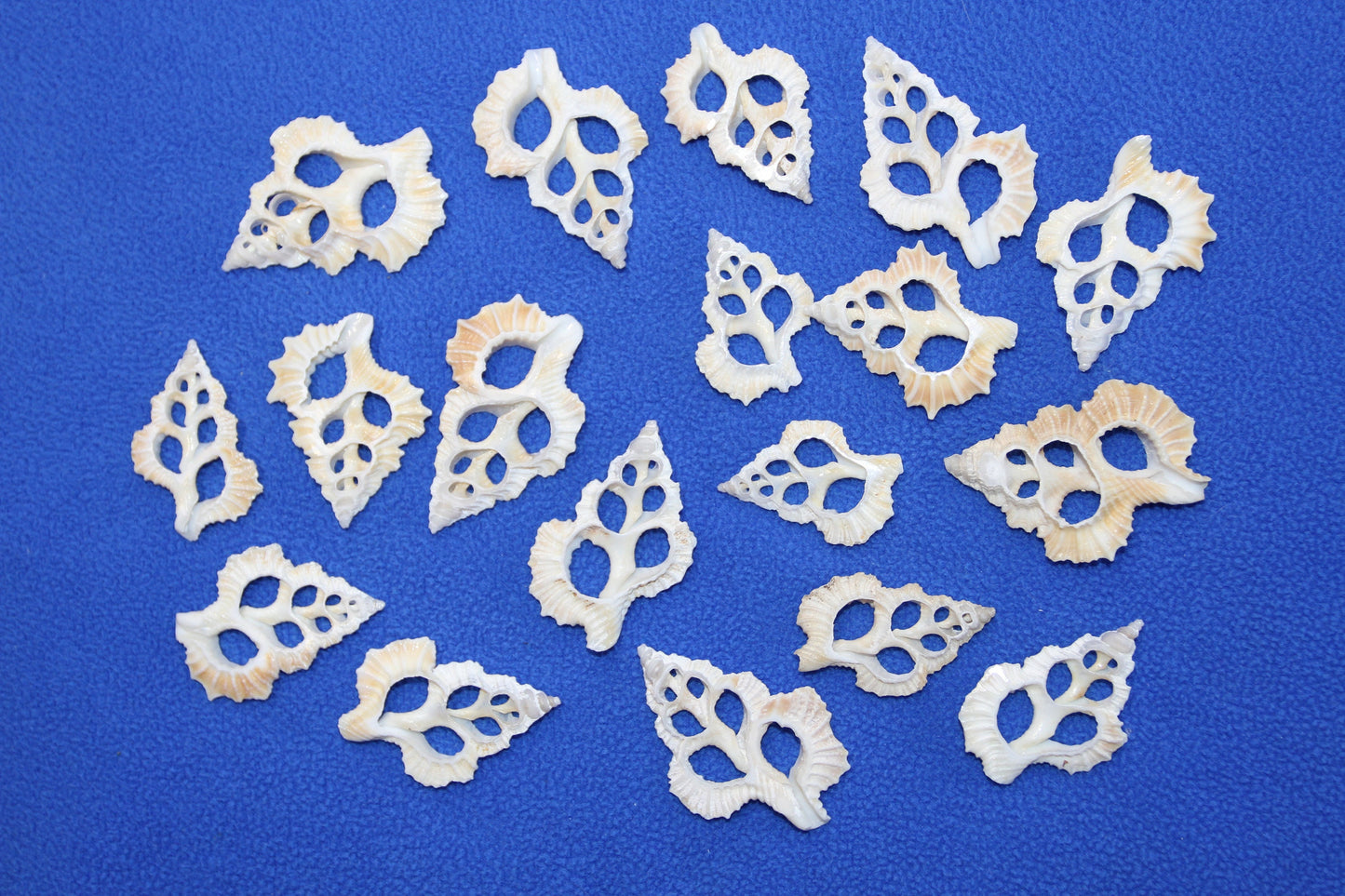 MAPLE LEAF SEASHELLS, Sliced Seashells, White Lacy Shells, Earring Supply, Shell Craft, Wedding Supplies, Greeting Cards cs-83