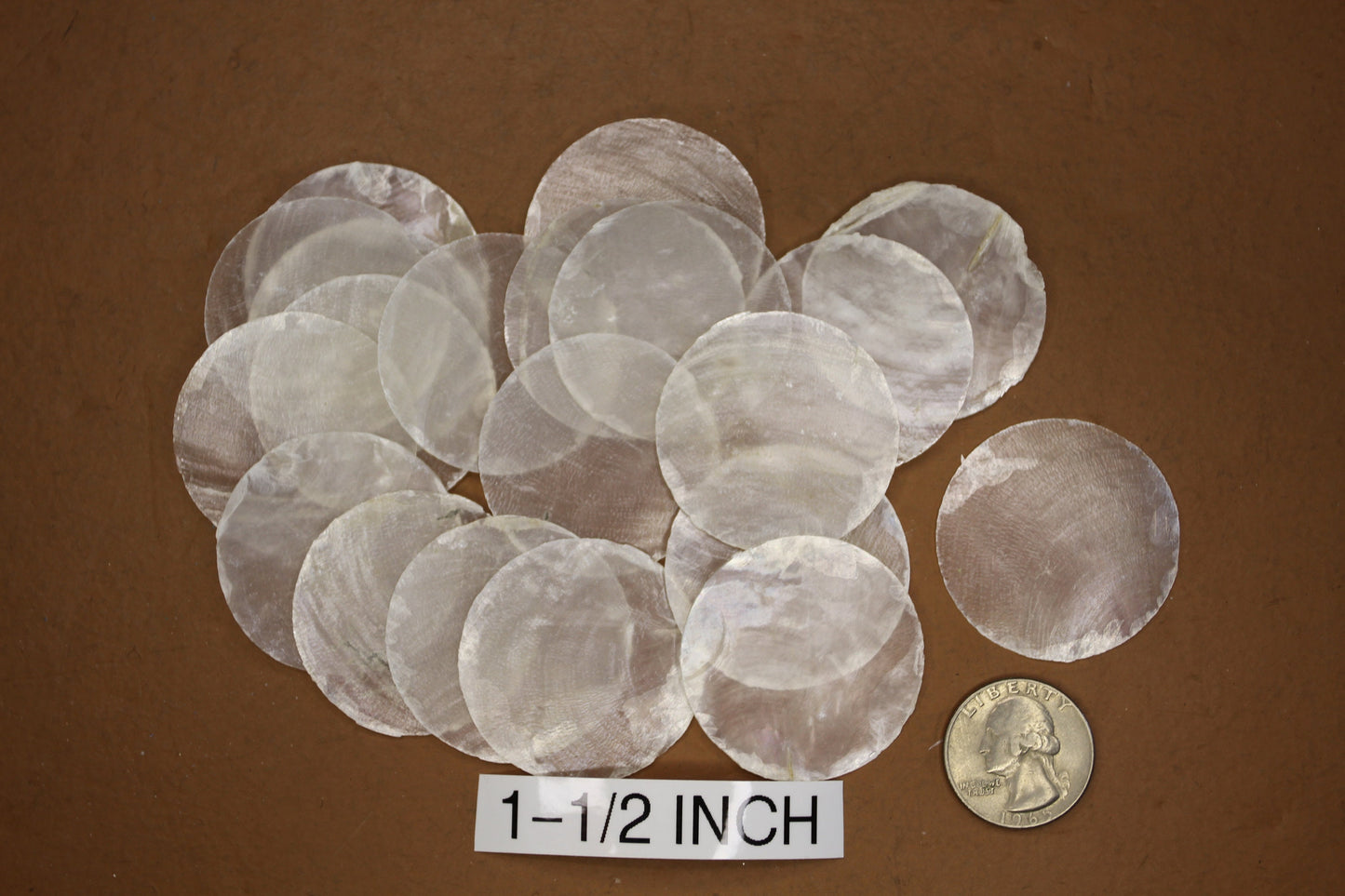1-1/2" CAPIZ Cut Shell, Craft Supply, Beach Decor, Wedding Supply, Florist Supply, Jewelry Supply, Custom Greeting Card Supply CS- 74