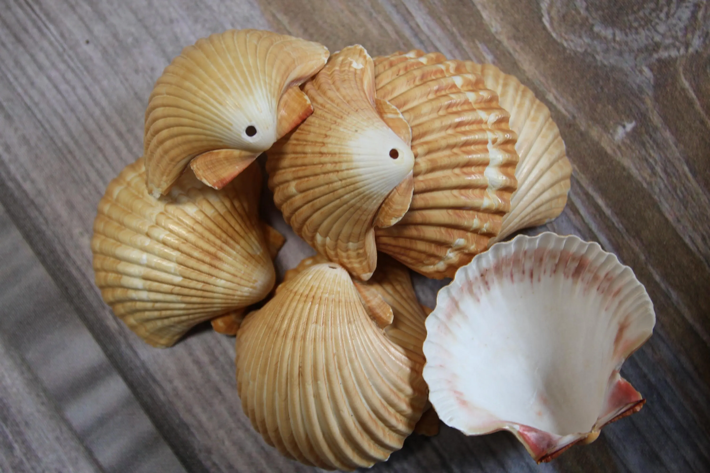 DRILLED SEASHELLS, MEXICAN CUPS, Sailor Valentine, Hanging Beach Decor, Natural Seashells, Kitchen Decor, Beach Bah Decor, Hanging Seashell Craft, SS-486