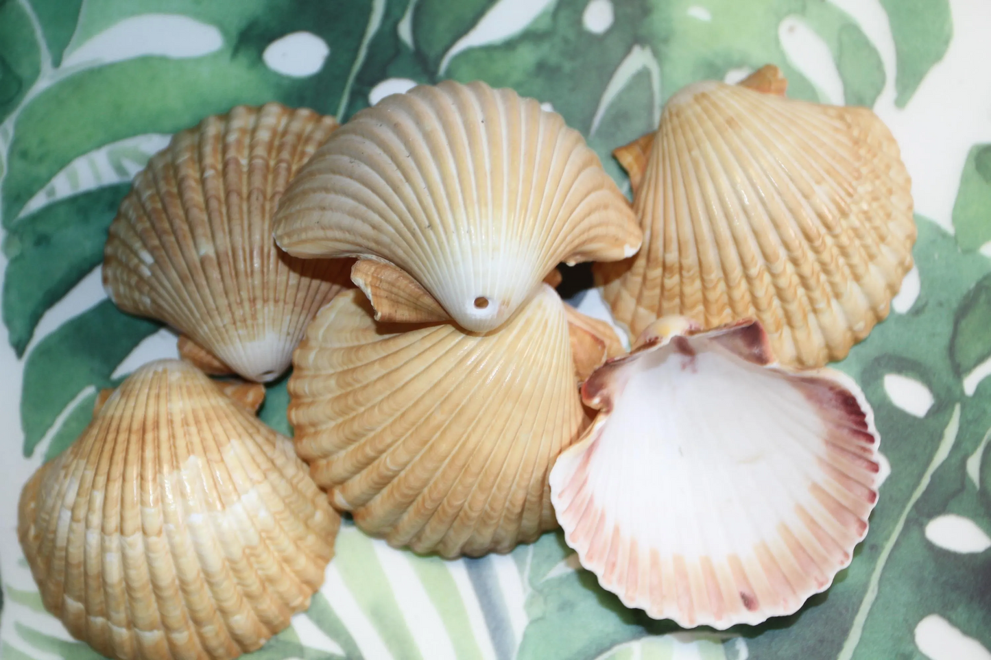 DRILLED SEASHELLS, MEXICAN CUPS, Sailor Valentine, Hanging Beach Decor, Natural Seashells, Kitchen Decor, Beach Bah Decor, Hanging Seashell Craft, SS-486