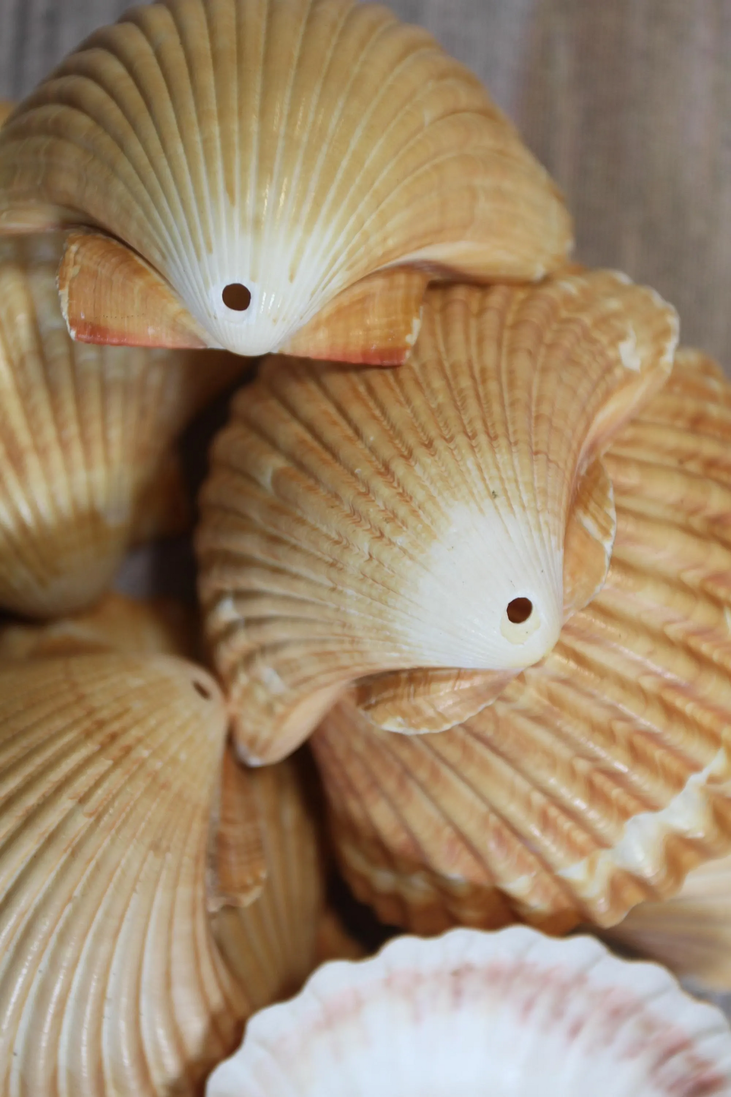 DRILLED SEASHELLS, MEXICAN CUPS, Sailor Valentine, Hanging Beach Decor, Natural Seashells, Kitchen Decor, Beach Bah Decor, Hanging Seashell Craft, SS-486