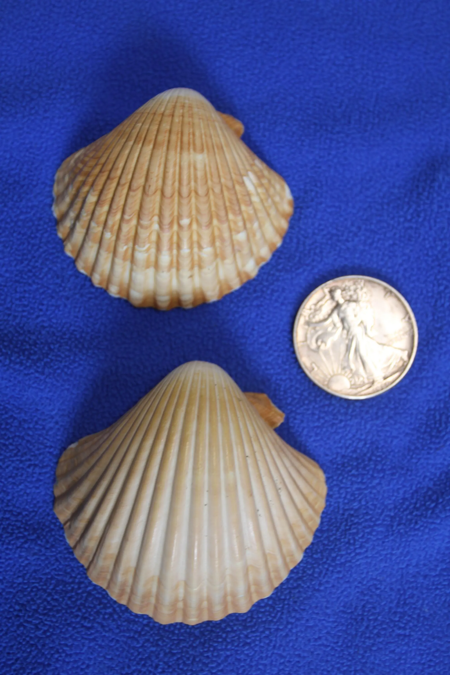 DRILLED SEASHELLS, MEXICAN CUPS, Sailor Valentine, Hanging Beach Decor, Natural Seashells, Kitchen Decor, Beach Bah Decor, Hanging Seashell Craft, SS-486
