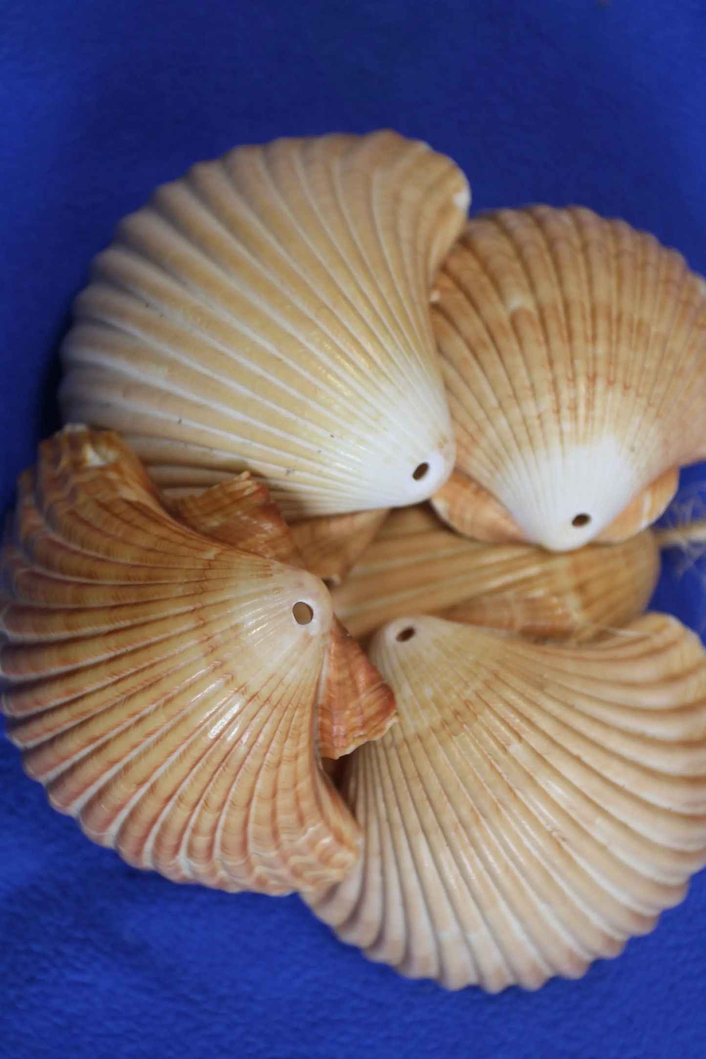 DRILLED SEASHELLS, MEXICAN CUPS, Sailor Valentine, Hanging Beach Decor, Natural Seashells, Kitchen Decor, Beach Bah Decor, Hanging Seashell Craft, SS-486