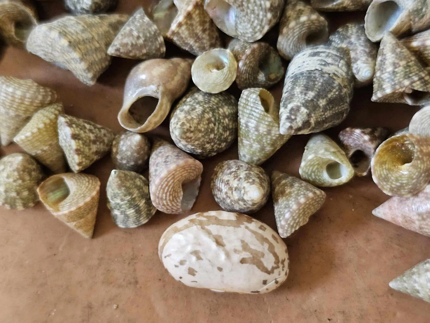 SAILORS VALENTINES, Floral Accents, Beach Wedding Decor, Decorative Table Scatter Seashells SS-477