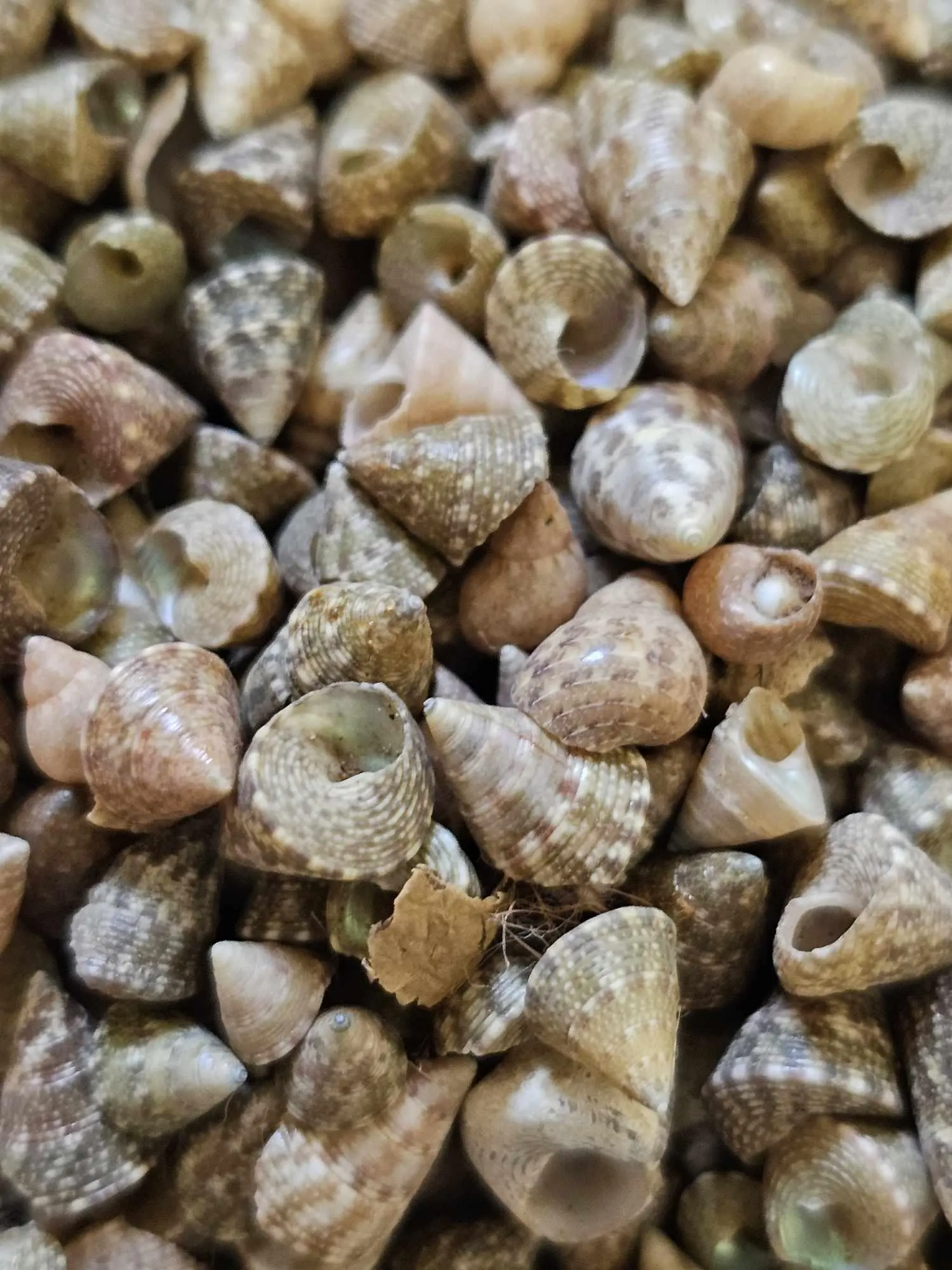 SAILORS VALENTINES, Floral Accents, Beach Wedding Decor, Decorative Table Scatter Seashells SS-477