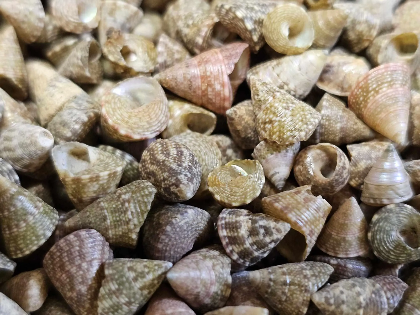SAILORS VALENTINES, Floral Accents, Beach Wedding Decor, Decorative Table Scatter Seashells SS-477