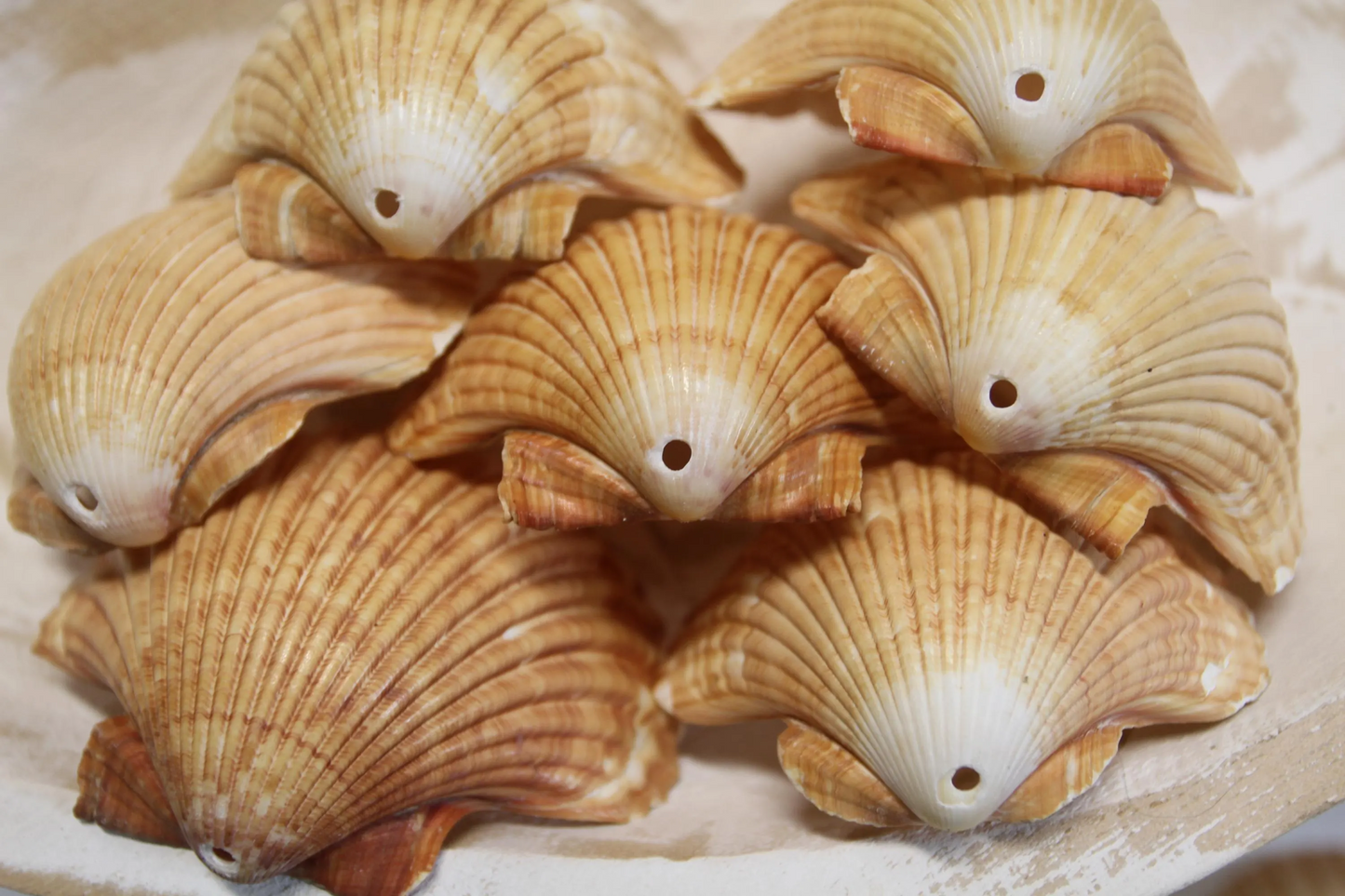 DRILLED SEASHELLS, MEXICAN CUPS, Sailor Valentine, Hanging Beach Decor, Natural Seashells, Kitchen Decor, Beach Bah Decor, Hanging Seashell Craft, SS-486