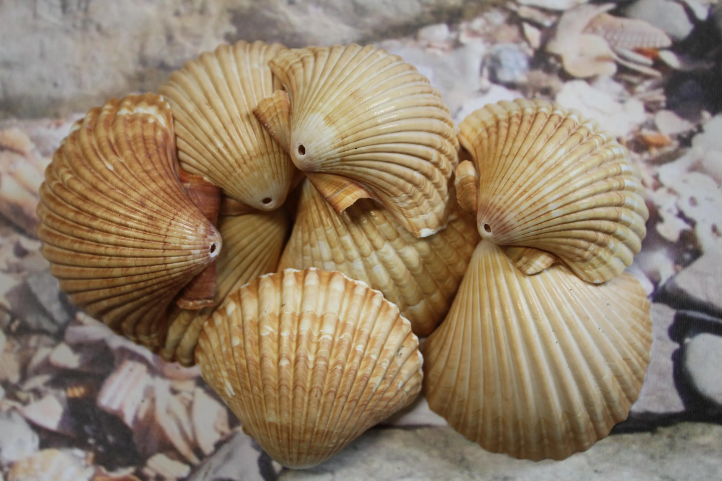 DRILLED SEASHELLS, MEXICAN CUPS, Sailor Valentine, Hanging Beach Decor, Natural Seashells, Kitchen Decor, Beach Bah Decor, Hanging Seashell Craft, SS-486