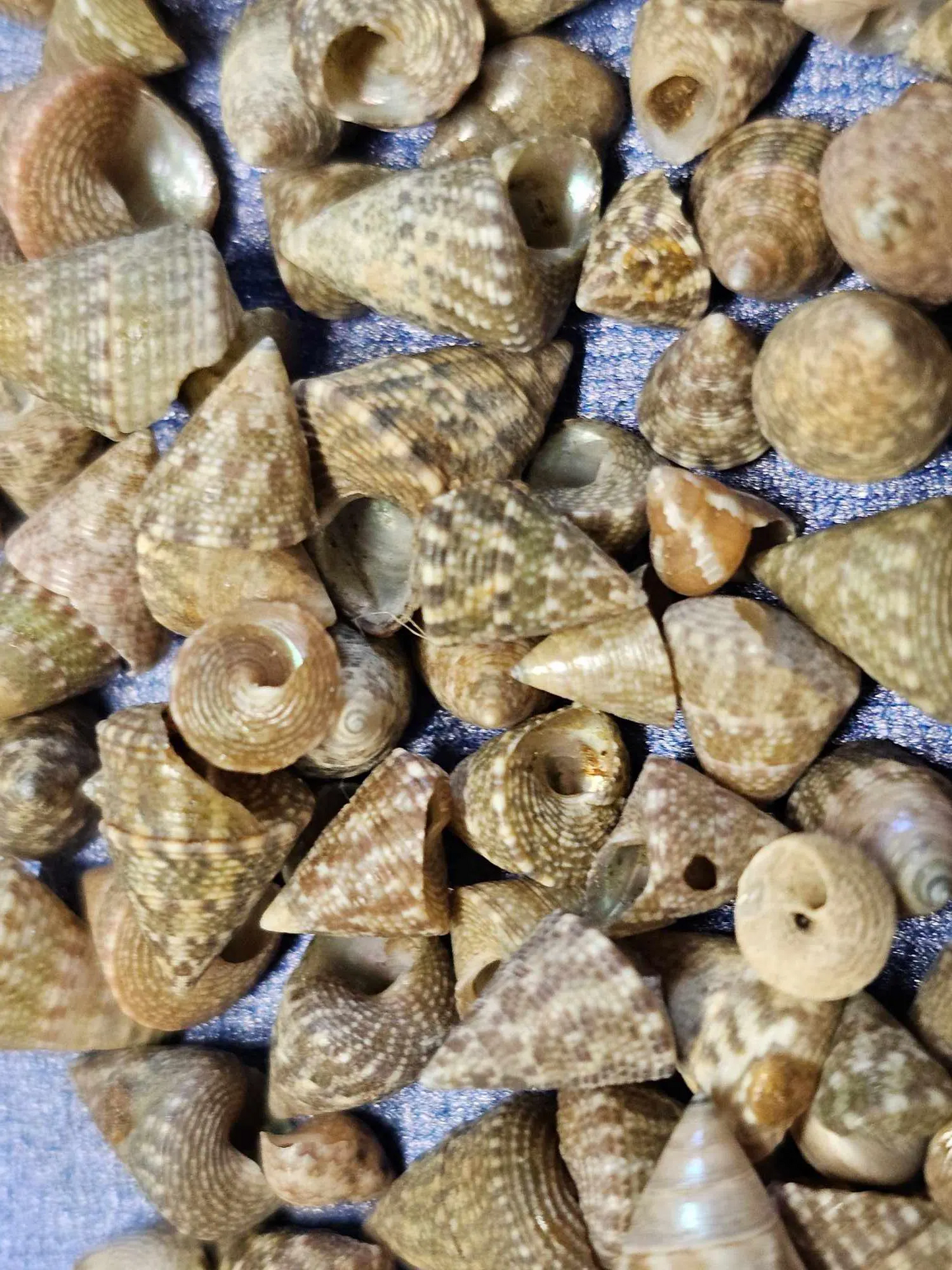 SAILORS VALENTINES, Floral Accents, Beach Wedding Decor, Decorative Table Scatter Seashells SS-477