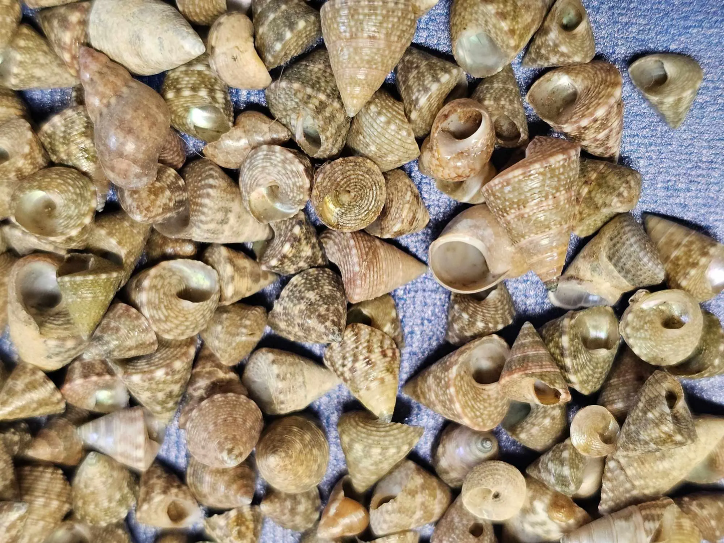 SAILORS VALENTINES, Floral Accents, Beach Wedding Decor, Decorative Table Scatter Seashells SS-477