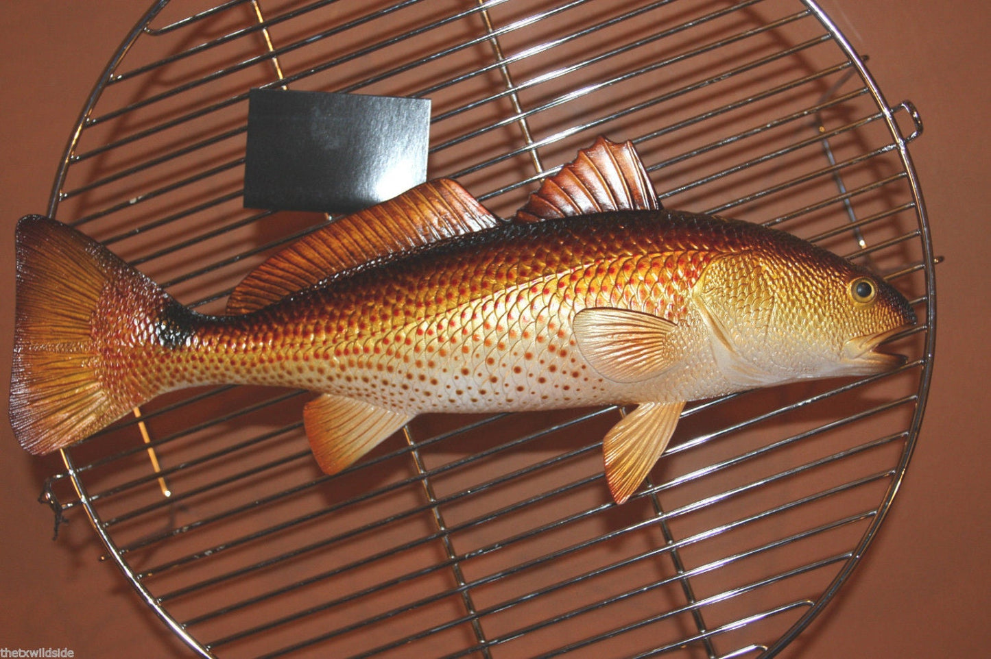 RED FISH, 11" wall hanging, replica of a real salt water fish, sought after by anglers, collectors, and gift givers. Beach and Bay decor.