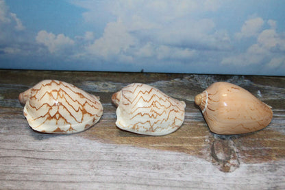 COLLECTIBLE VOLUTA NOBLIS,Sailor Valentines,Beach Art,Bath Decor,All Occasion Gifts,Semi-Polished Seashells,Coastal Wedding Decor SS-513