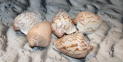 COLLECTIBLE VOLUTA NOBLIS,Sailor Valentines,Beach Art,Bath Decor,All Occasion Gifts,Semi-Polished Seashells,Coastal Wedding Decor SS-513