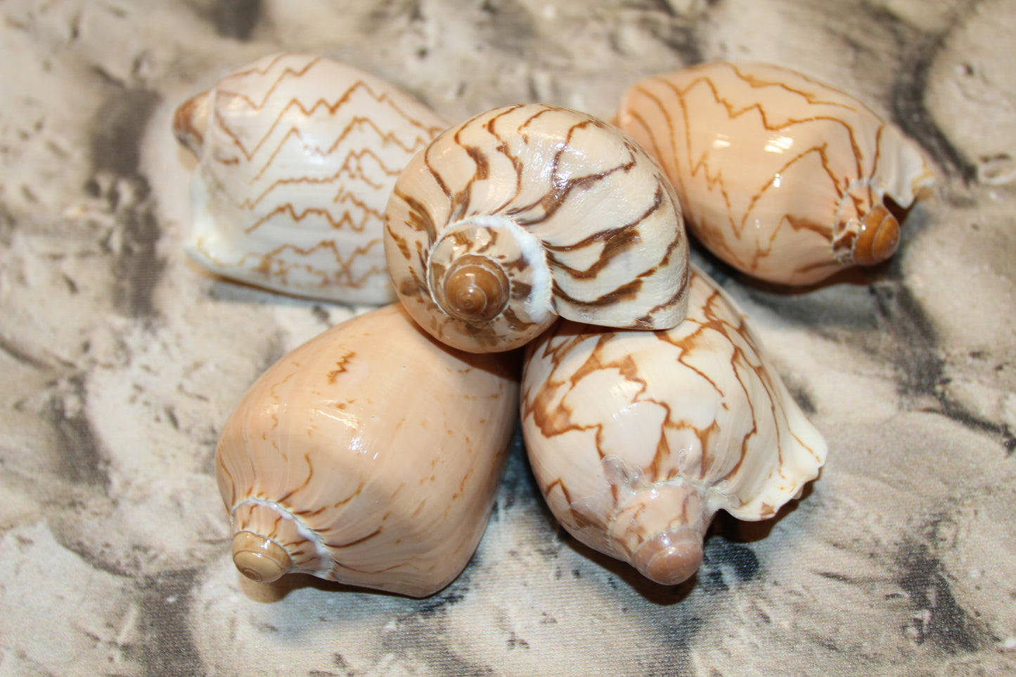 COLLECTIBLE VOLUTA NOBLIS,Sailor Valentines,Beach Art,Bath Decor,All Occasion Gifts,Semi-Polished Seashells,Coastal Wedding Decor SS-513