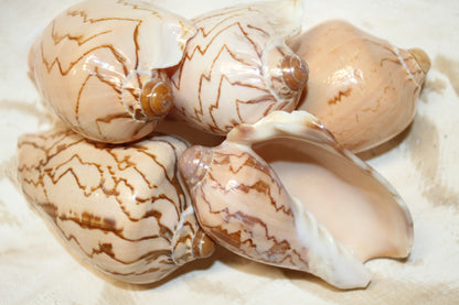COLLECTIBLE VOLUTA NOBLIS,Sailor Valentines,Beach Art,Bath Decor,All Occasion Gifts,Semi-Polished Seashells,Coastal Wedding Decor SS-513