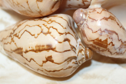 COLLECTIBLE VOLUTA NOBLIS,Sailor Valentines,Beach Art,Bath Decor,All Occasion Gifts,Semi-Polished Seashells,Coastal Wedding Decor SS-513