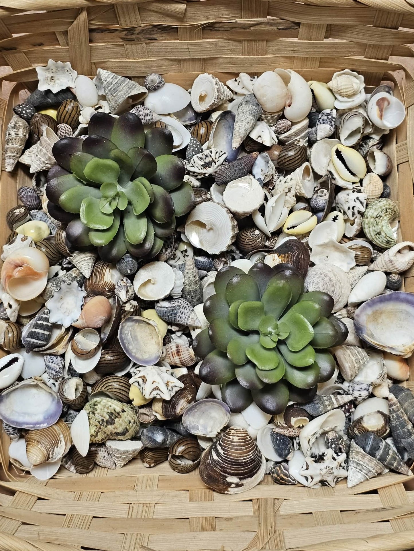 1-Pound, SEASHELL SMALL MIX, Craft Supply, Beach Art,Mosaics,Resin Pour Crafts,Seashell Flowers,SS-172