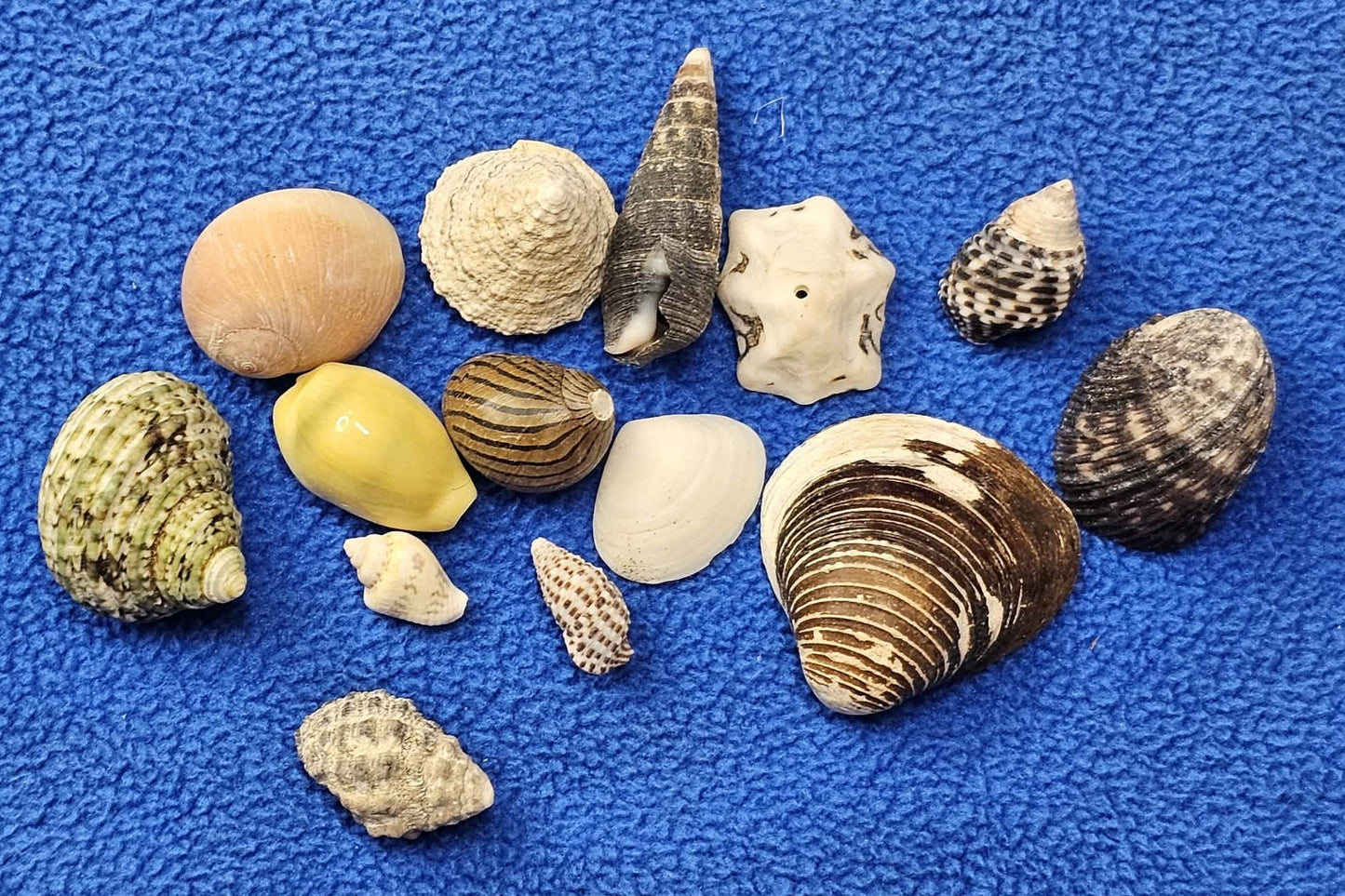 1-Pound, SEASHELL SMALL MIX, Craft Supply, Beach Art,Mosaics,Resin Pour Crafts,Seashell Flowers,SS-172