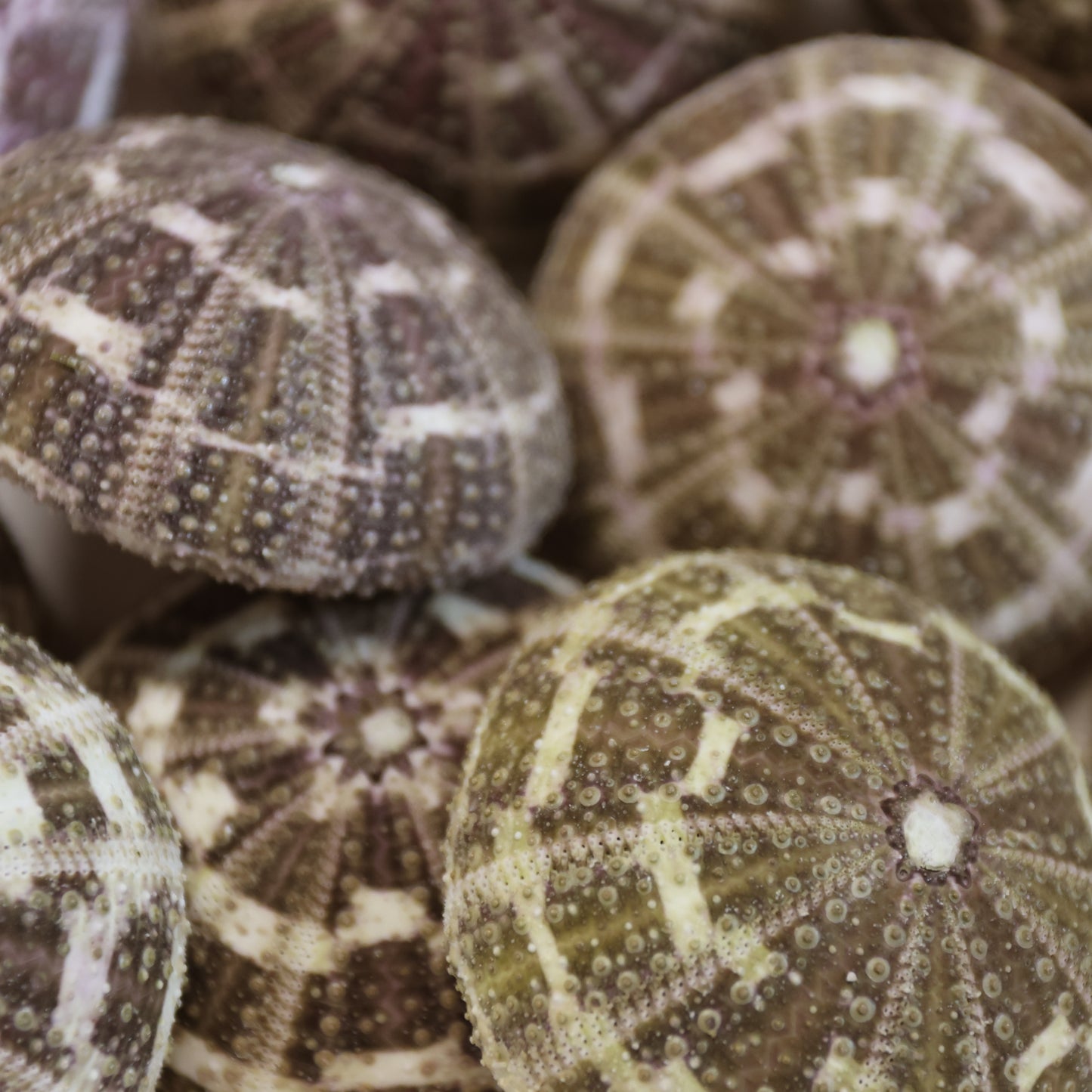 PETITE GATOR Urchins,Sea Urchins,Craft Supply,Beach Art,Air Plant Holder,Sailors Valentines,Collectibles,Coastal Decor,Beach Art, SS-515
