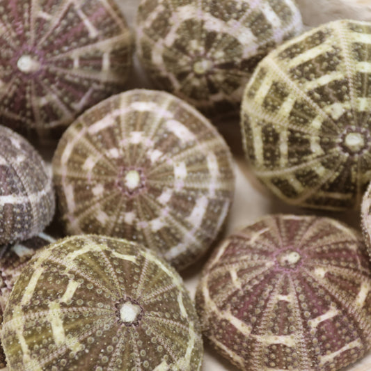 PETITE GATOR Urchins,Sea Urchins,Craft Supply,Beach Art,Air Plant Holder,Sailors Valentines,Collectibles,Coastal Decor,Beach Art, SS-515