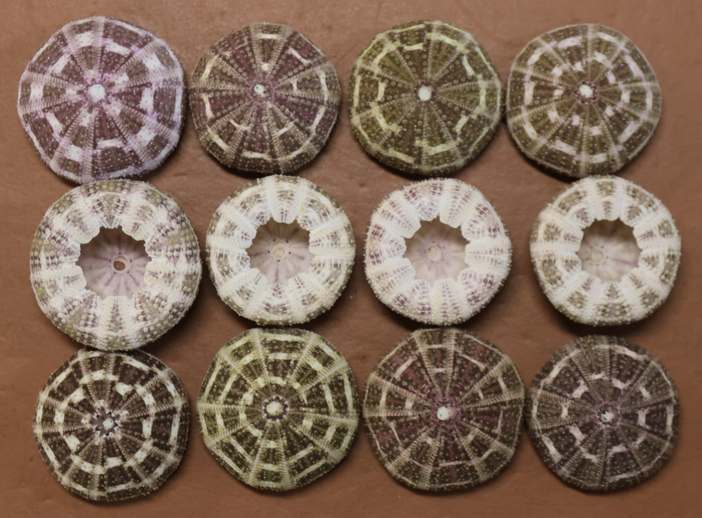 PETITE GATOR Urchins,Sea Urchins,Craft Supply,Beach Art,Air Plant Holder,Sailors Valentines,Collectibles,Coastal Decor,Beach Art, SS-515