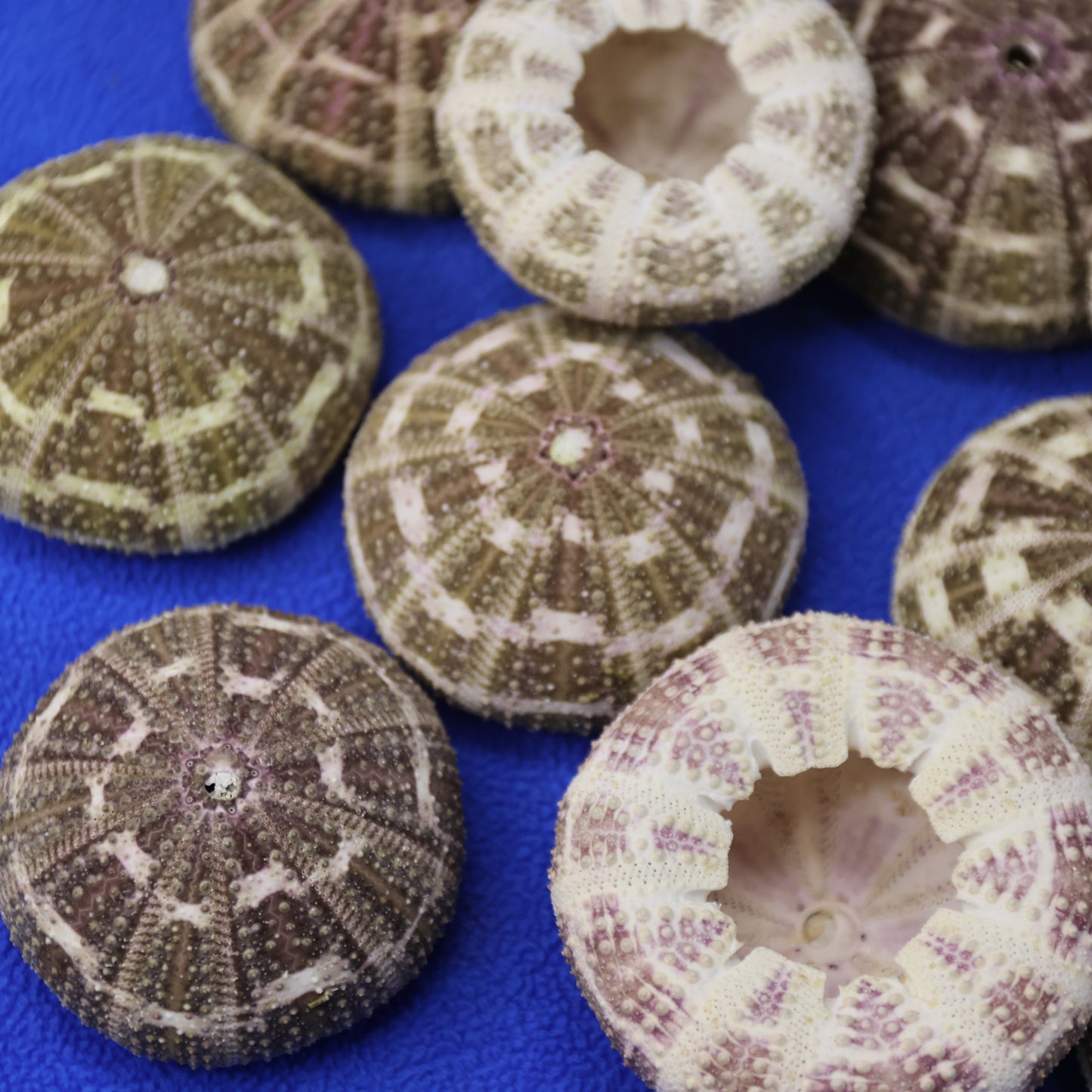 PETITE GATOR Urchins,Sea Urchins,Craft Supply,Beach Art,Air Plant Holder,Sailors Valentines,Collectibles,Coastal Decor,Beach Art, SS-515