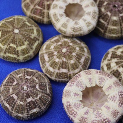 PETITE GATOR Urchins,Sea Urchins,Craft Supply,Beach Art,Air Plant Holder,Sailors Valentines,Collectibles,Coastal Decor,Beach Art, SS-515
