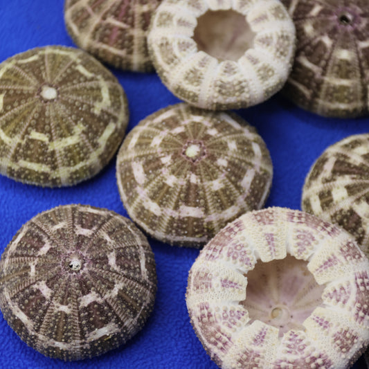 PETITE GATOR Urchins,Sea Urchins,Craft Supply,Beach Art,Air Plant Holder,Sailors Valentines,Collectibles,Coastal Decor,Beach Art, SS-515
