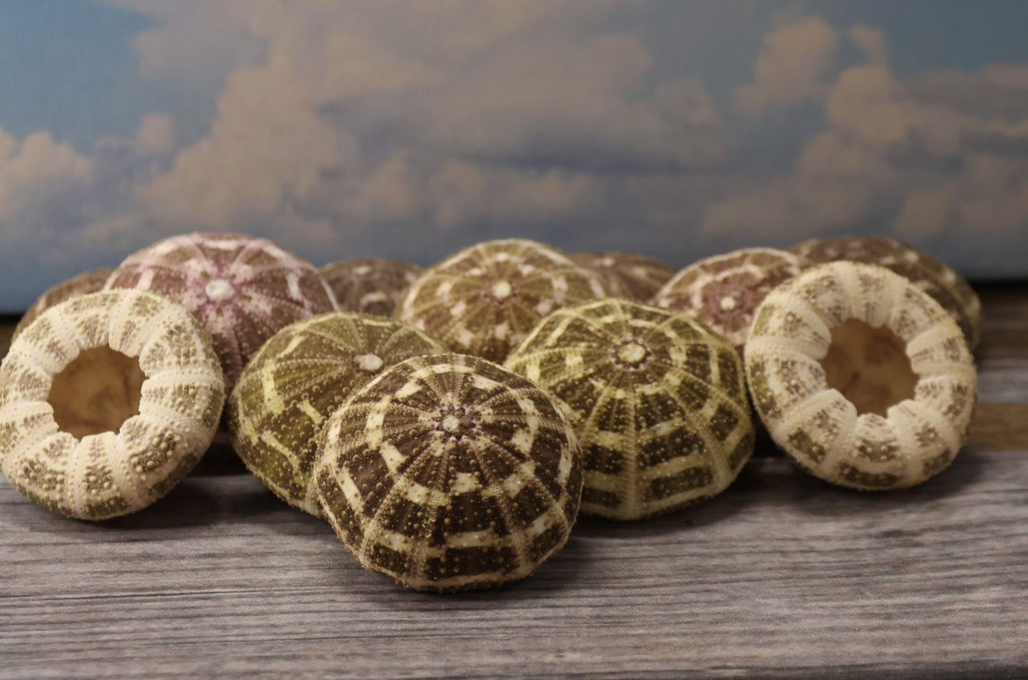 PETITE GATOR Urchins,Sea Urchins,Craft Supply,Beach Art,Air Plant Holder,Sailors Valentines,Collectibles,Coastal Decor,Beach Art, SS-515