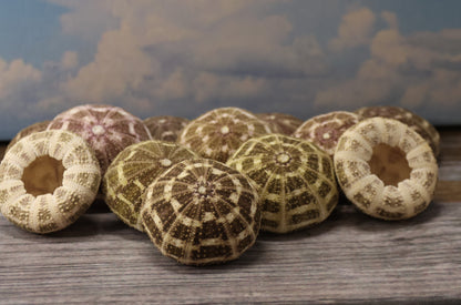 PETITE GATOR Urchins,Sea Urchins,Craft Supply,Beach Art,Air Plant Holder,Sailors Valentines,Collectibles,Coastal Decor,Beach Art, SS-515