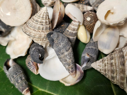 1-Pound, SEASHELL SMALL MIX, Craft Supply, Beach Art,Mosaics,Resin Pour Crafts,Seashell Flowers,SS-172