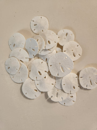 25-Natural SAND DOLLARS, Beach Decor, Coastal Wedding,Mosaics,All Occasion Gifts,Floral Accents.SS-192