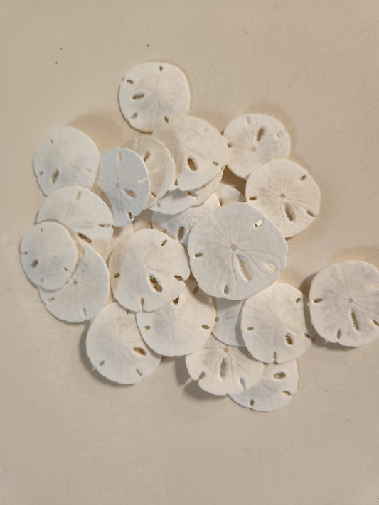 25-Natural SAND DOLLARS, Beach Decor, Coastal Wedding,Mosaics,All Occasion Gifts,Floral Accents.SS-192