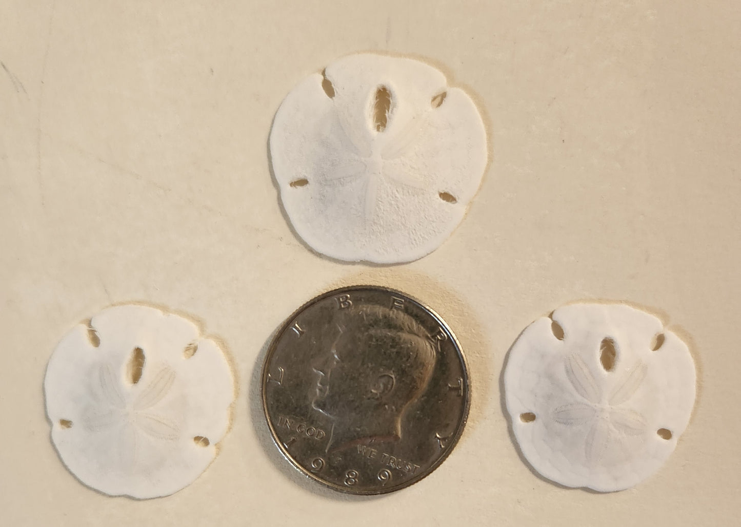 25-Natural SAND DOLLARS, Beach Decor, Coastal Wedding,Mosaics,All Occasion Gifts,Floral Accents.SS-192