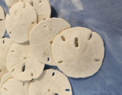 25-Natural SAND DOLLARS, Beach Decor, Coastal Wedding,Mosaics,All Occasion Gifts,Floral Accents.SS-192
