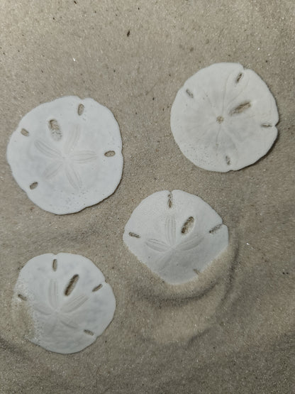 25-Natural SAND DOLLARS, Beach Decor, Coastal Wedding,Mosaics,All Occasion Gifts,Floral Accents.SS-192