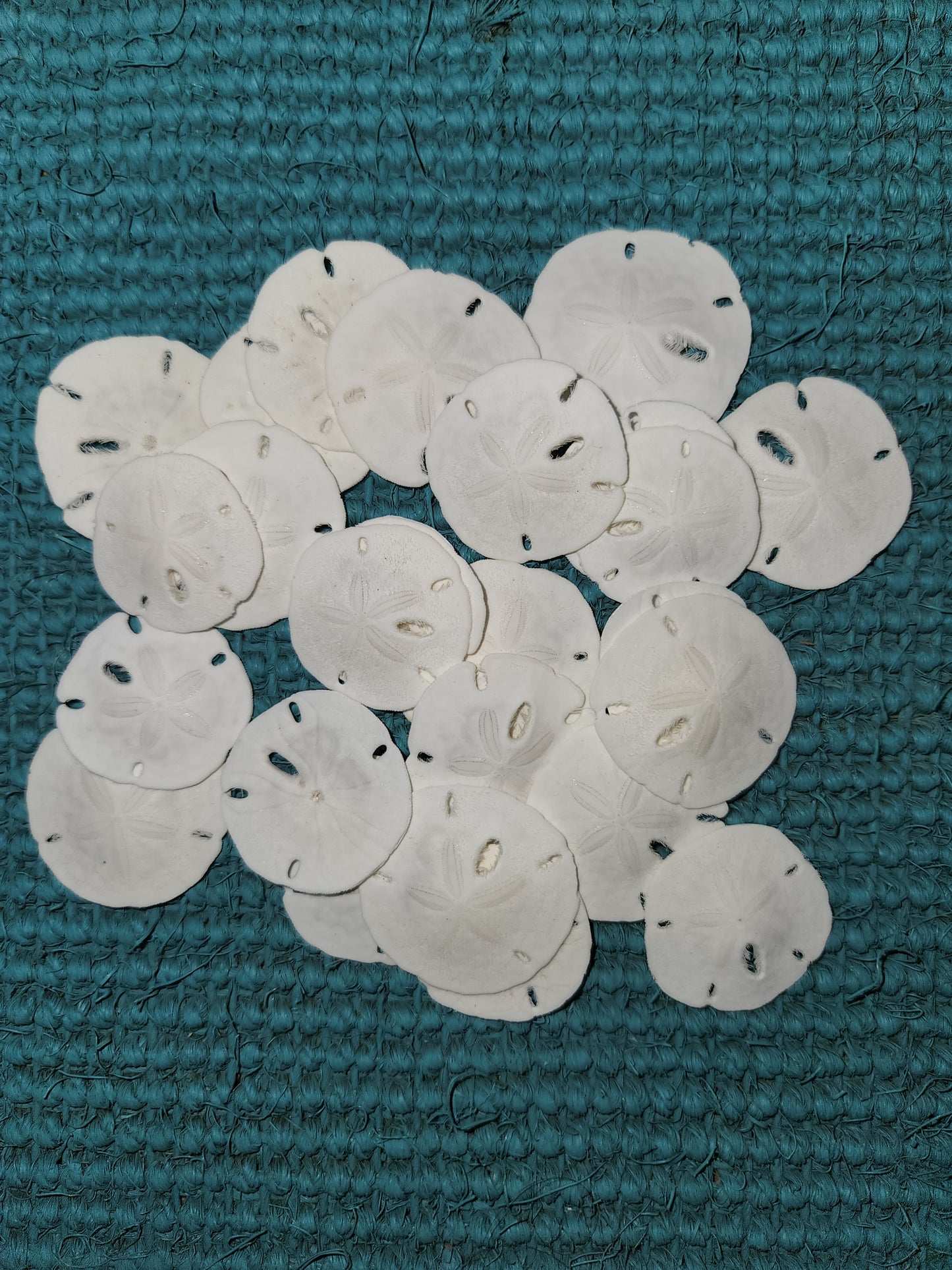25-Natural SAND DOLLARS, Beach Decor, Coastal Wedding,Mosaics,All Occasion Gifts,Floral Accents.SS-192