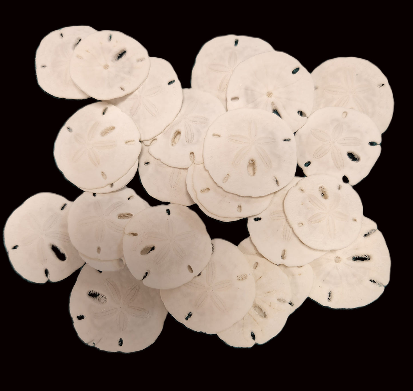 25-Natural SAND DOLLARS, Beach Decor, Coastal Wedding,Mosaics,All Occasion Gifts,Floral Accents.SS-192